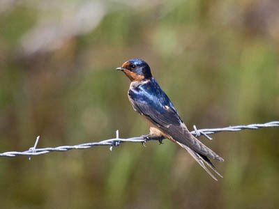 Photo of a Barn Swallow on a barbed wire fence