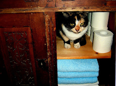 Cool Cats Hiding Seen On www.coolpicturegallery.us
