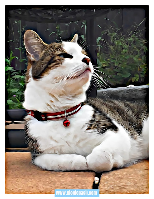 Basil's Purrfect Selfie, Caturday Art, cute tabby, cat, wistful, gorgeous cat