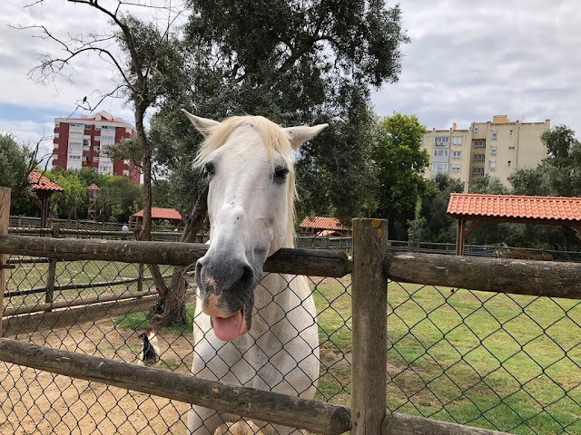 Quinta Pedagógica dos Olivais  