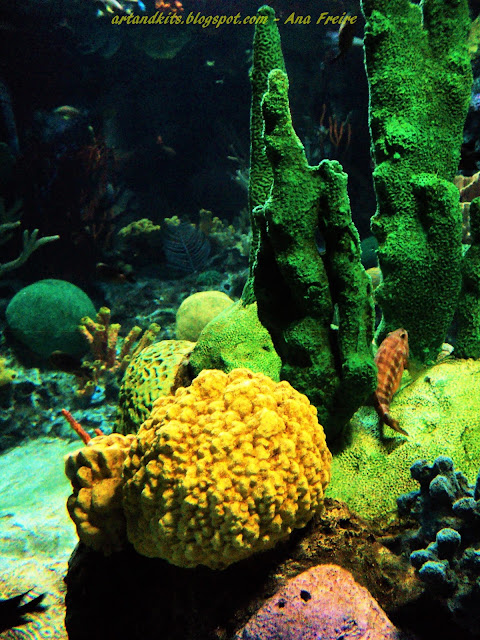 Estudos recentes, indicam que até 2050, os corais poderão estar totalmente destruídos... / Recent studies indicate that by 2050 corals could be completely destroyed...