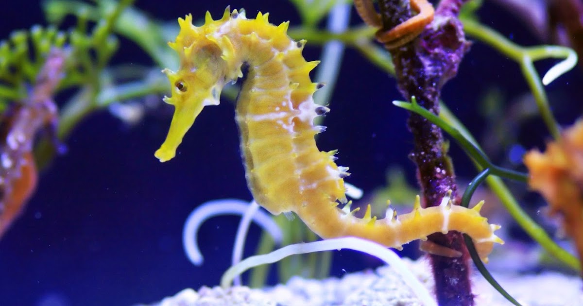 Facts about Seahorse habitat, species, size & reproduction