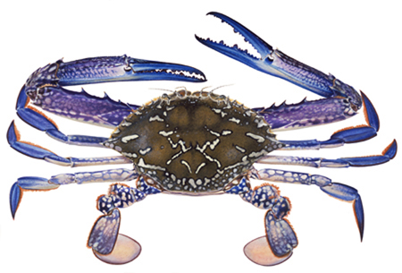 Blue Crab Habitat and Spamming ~ planetanimalzone