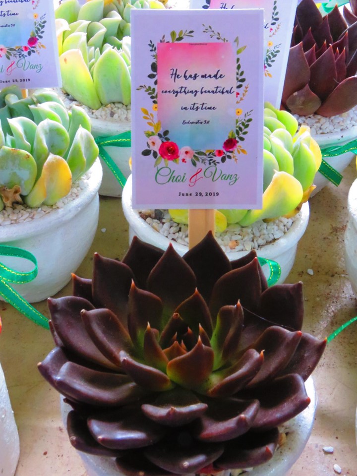 Succulents Cebu and Cactus Collection Cassiel's Succulent World