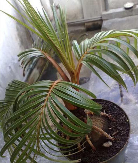 Jenis-Jenis Bonsai Kelapa Dan Tips Membuatnya