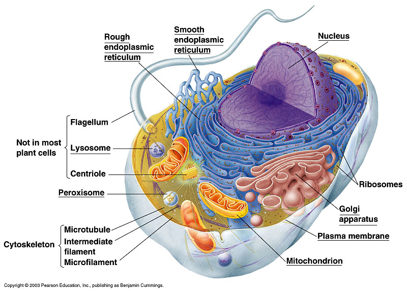 101 Proofs For God 41 The First Living Cell 101-proofs-for-god-41-the-first-living-cell