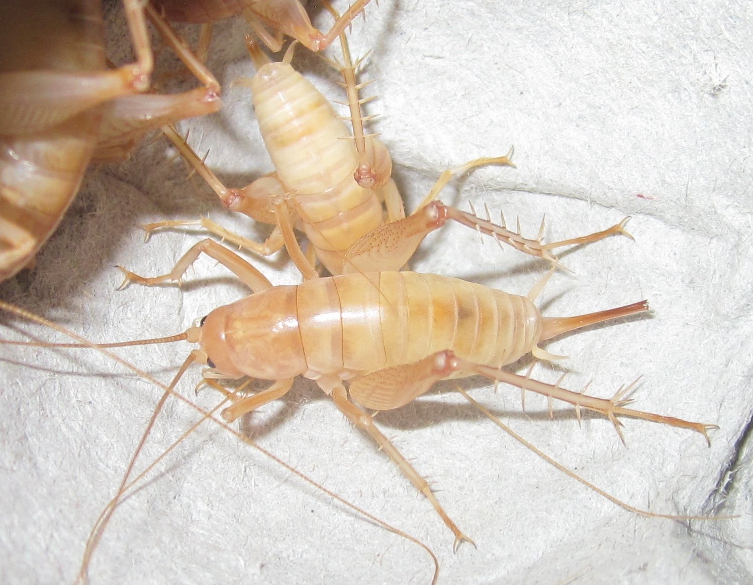 C.agassizii%252325.JPG