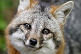 Grey Fox