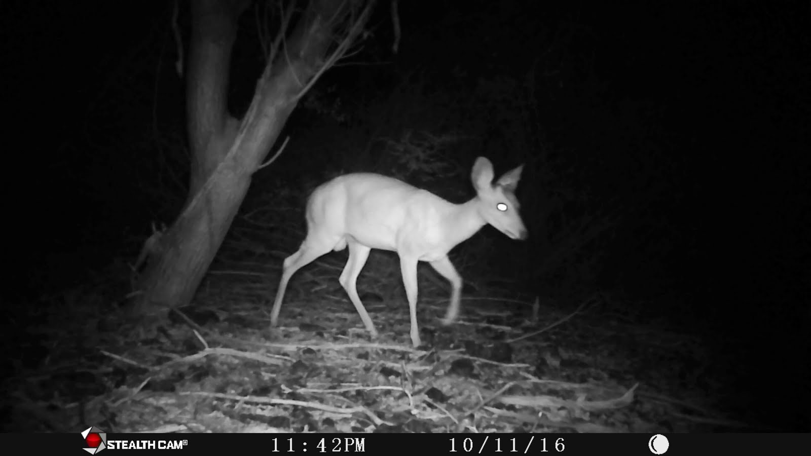 Um veado na noite da caatinga