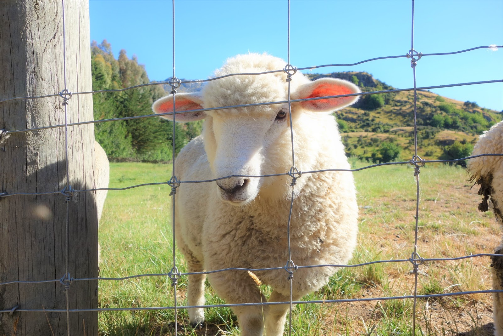 2019夏紐西蘭-瓦納卡(WANAKA)清晨+農場巡禮(4WD FARM TOUR)