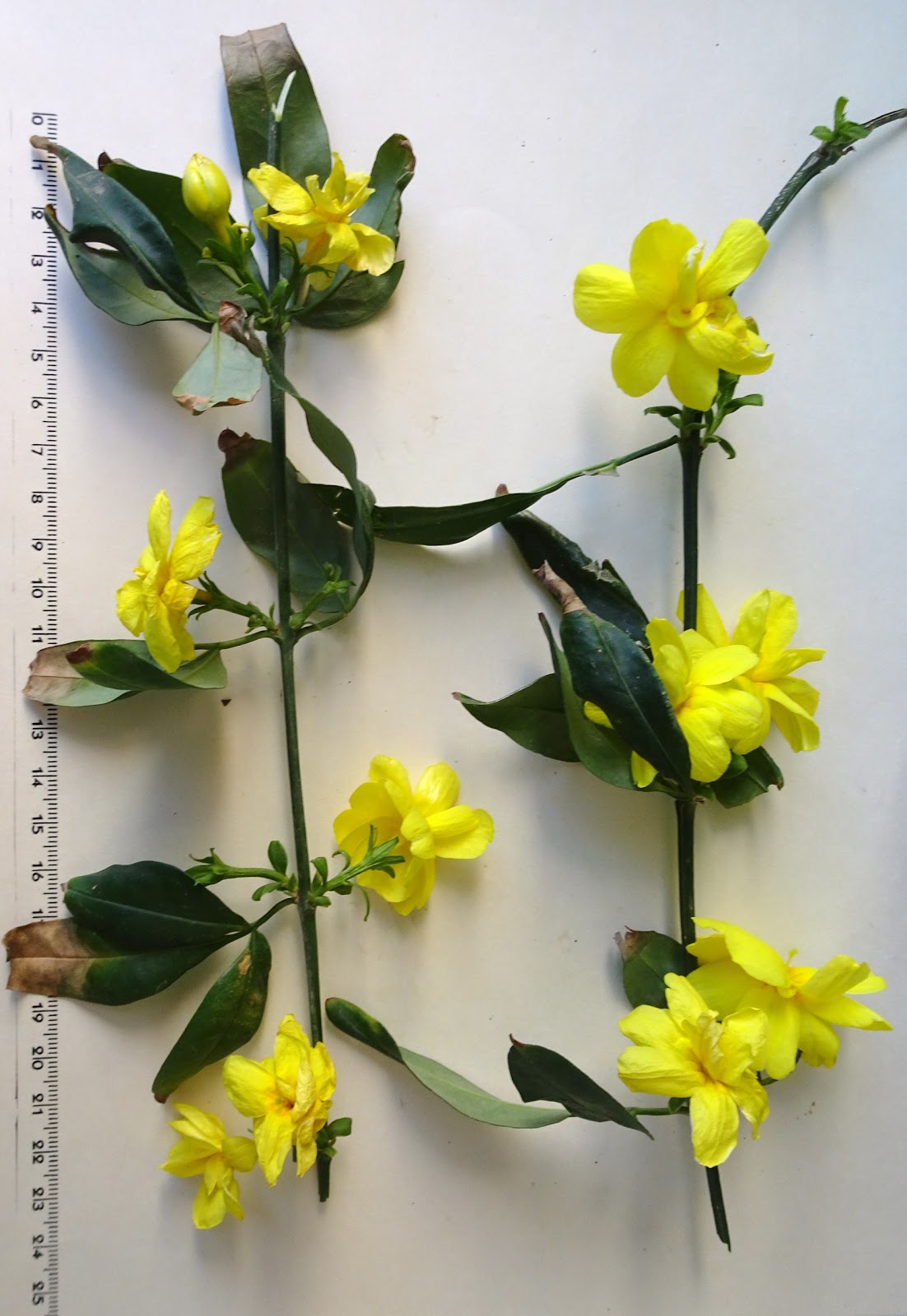 Jazmin Amarillo (Jasminum Nudiflorum) - Viveros Projardín
