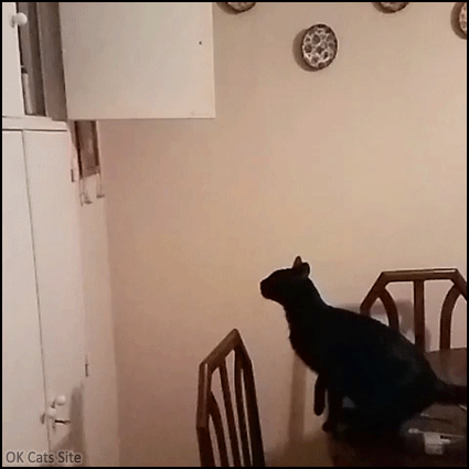Funny Cat GIF • Mini black panther jumping in Slow Motion. “Sorry, I must go, my jungle needs me.” Funny Cat GIF • Mini black panther jumping in Slow Motion. “Sorry, I must go, my jungle needs me.”