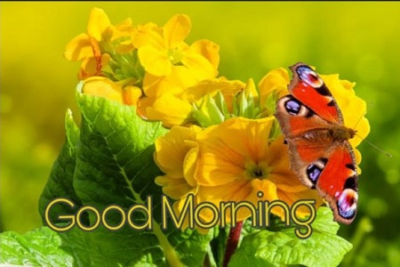 Good Morning Photos Good Morning Photos