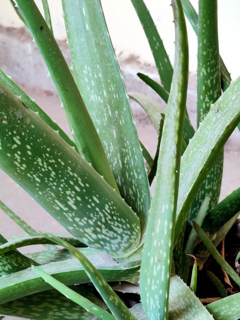 Aloe Vera | Aloe Vera Medicinal uses, Benefits & side effect