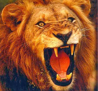 SIMBA PLATINUM SUPPORTERS: Baba ubaya aanza mazoezi mepesi chini ya Matola