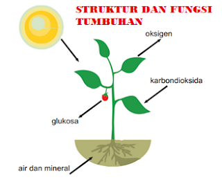 Jawaban Buku IPA Kelas 8 Uji Kompetensi Hal 149 Bab 3 Struktur dan