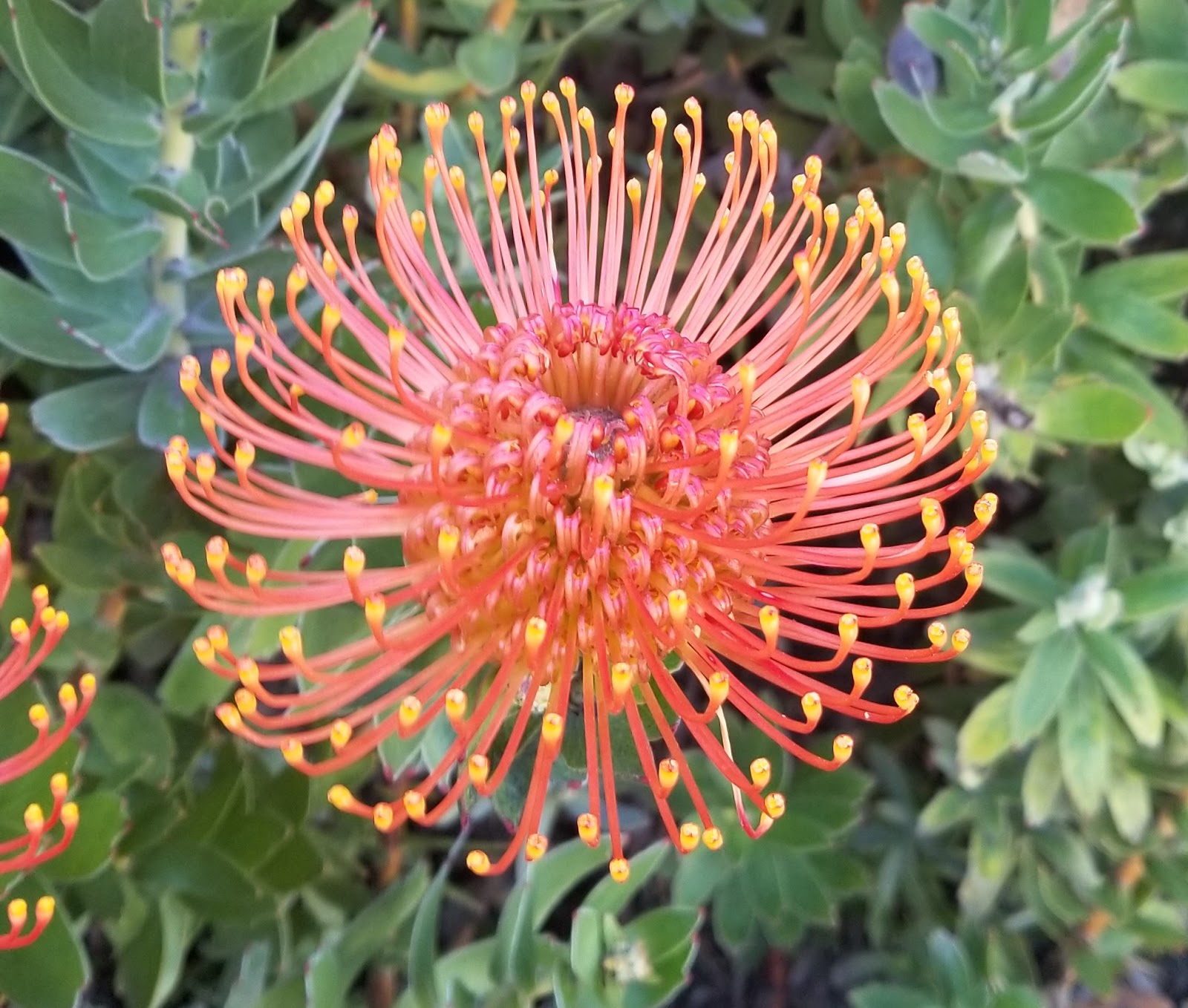 The 2 Minute Gardener Photo Pincushion Flower 'Tango' (Leucospermum