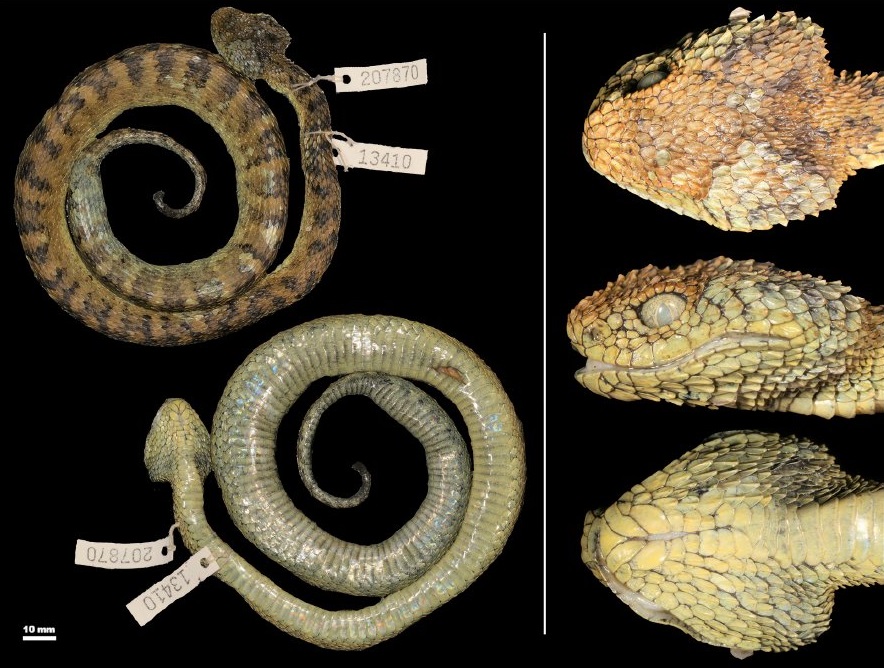 Species New to Science: [Herpetology • 2000] A Redescription of Atheris  squamigera (Hallowell, 1854) • widespread species of Central Africa
