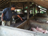 Sebabkan  Pencemaran,  Warga Tuntut Kadang Babi Ditutup