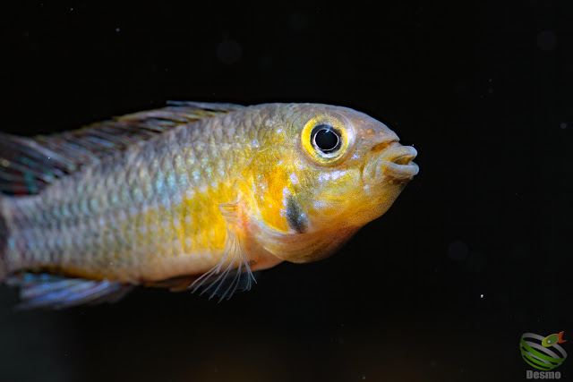 Apistogramma Juruensis / Rio Jurua