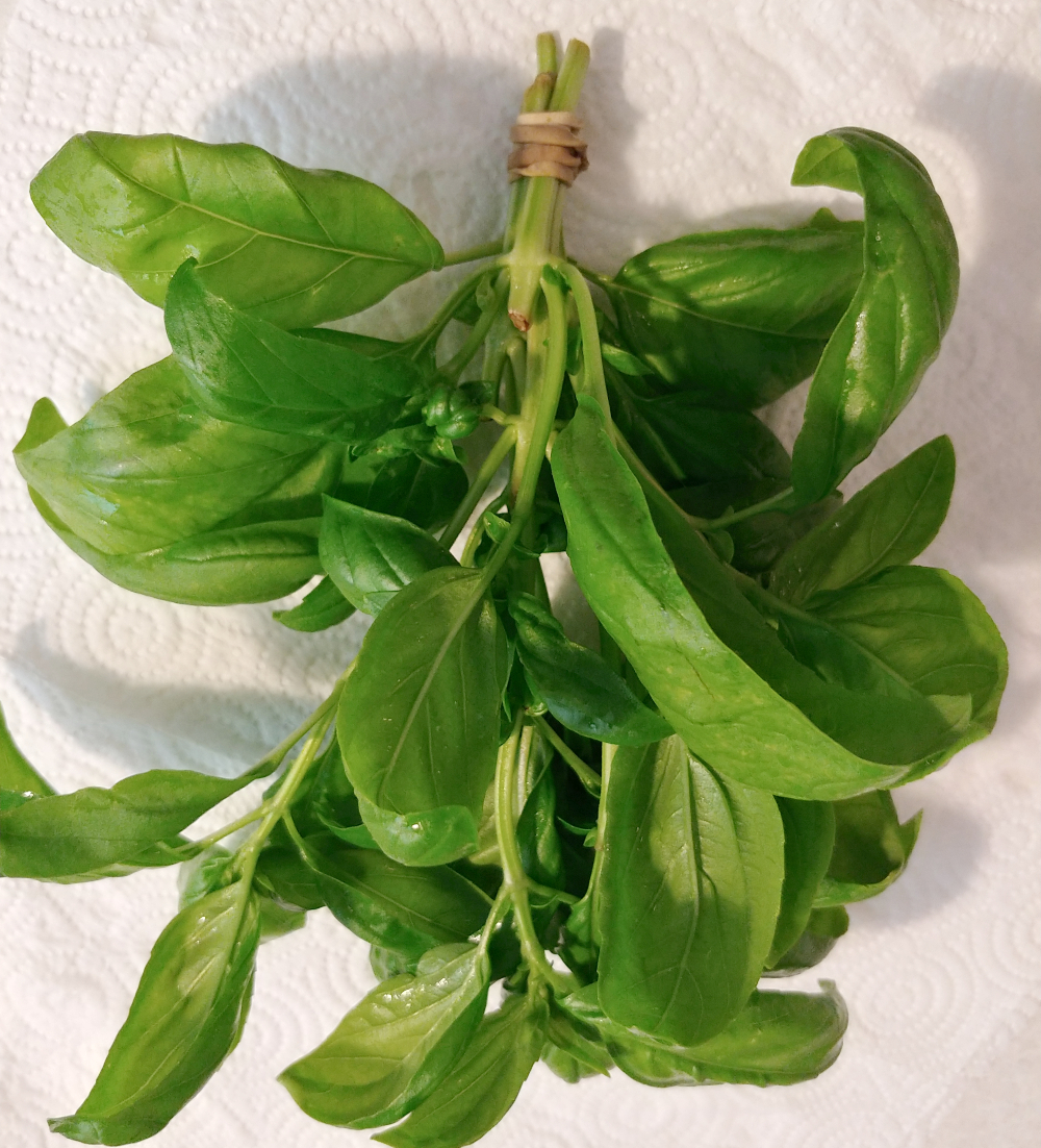 basil for drying
