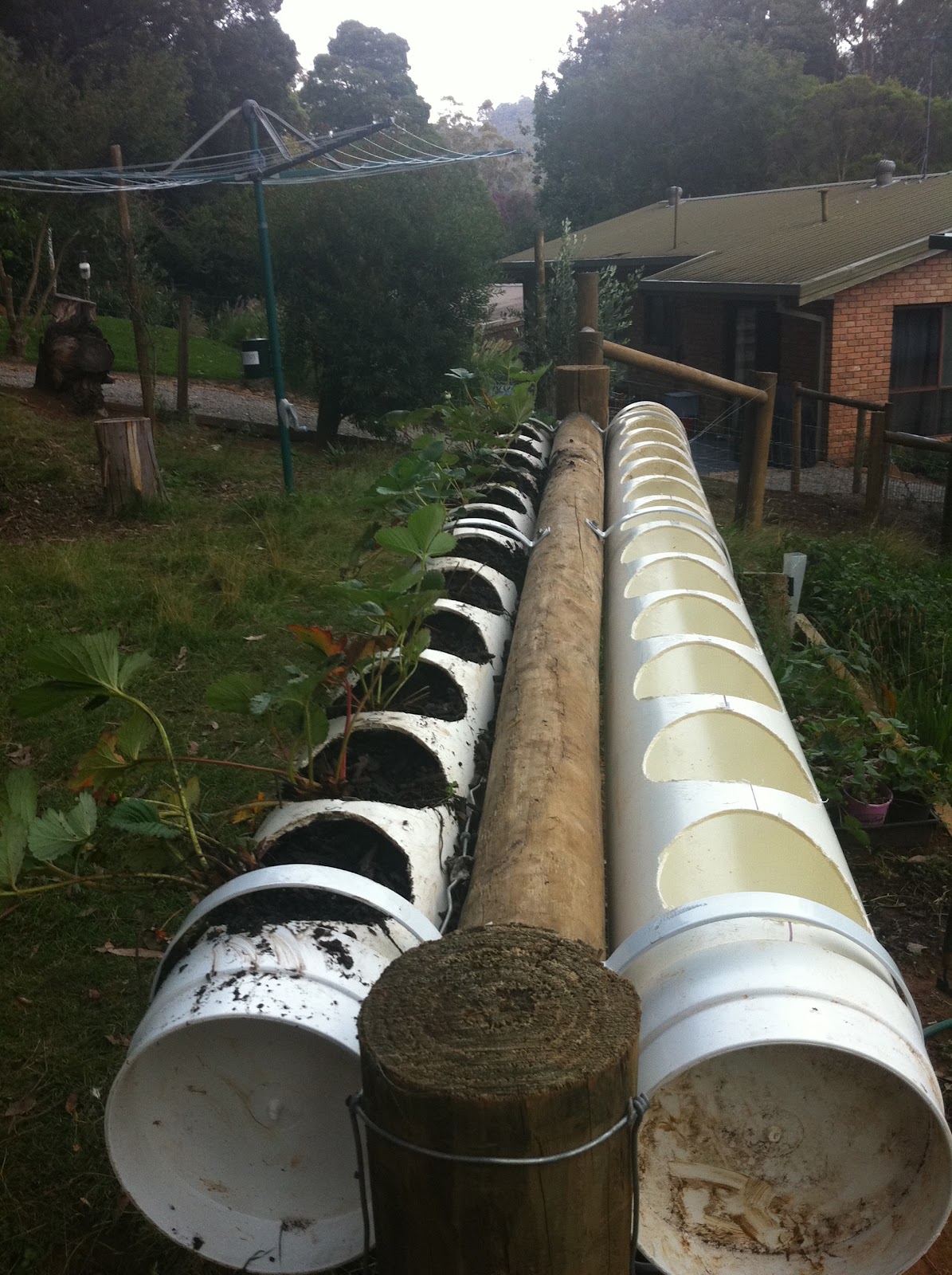 Tim the Garden Farmer: Strawberries finally in!!!!!