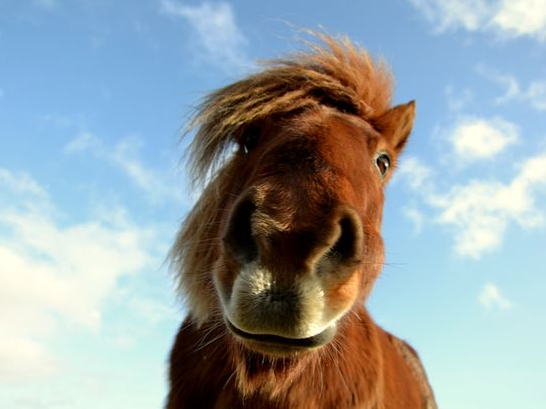 23 year old man sentenced for having s*x with a horse