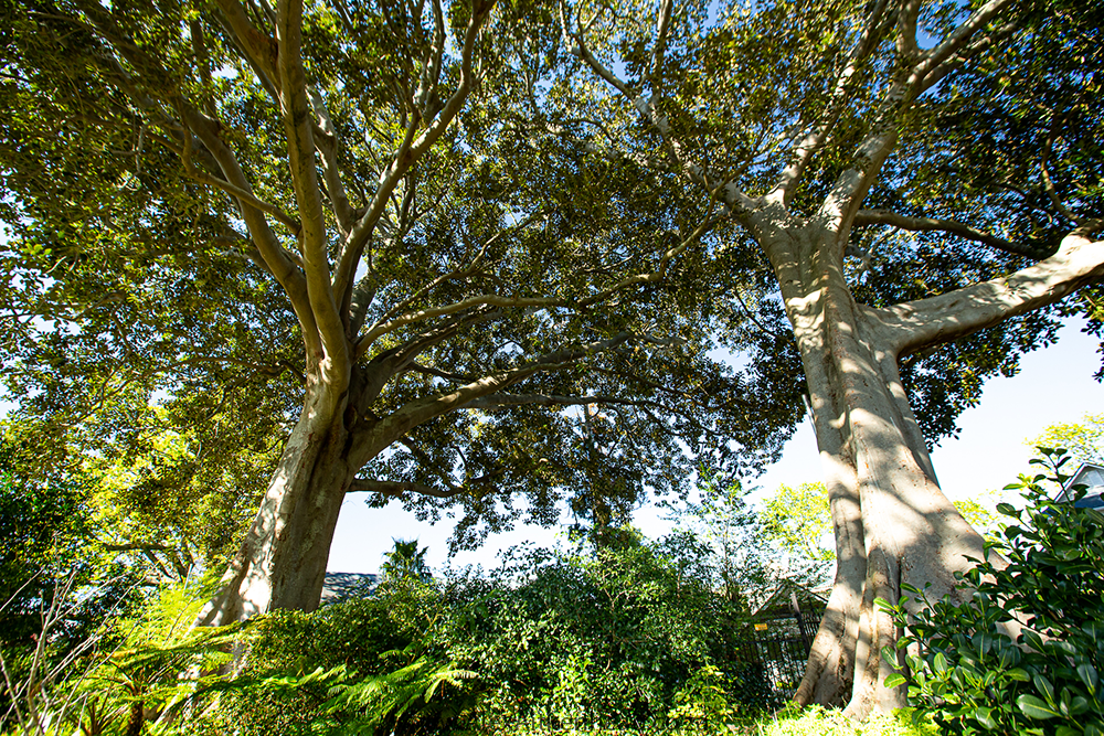 Moraceae: Ficus macrophylla),  South African Champion Tree, Moreton Bay Fig, Alternate common name Australian Banyan, Australiese baniaan Afrikaans