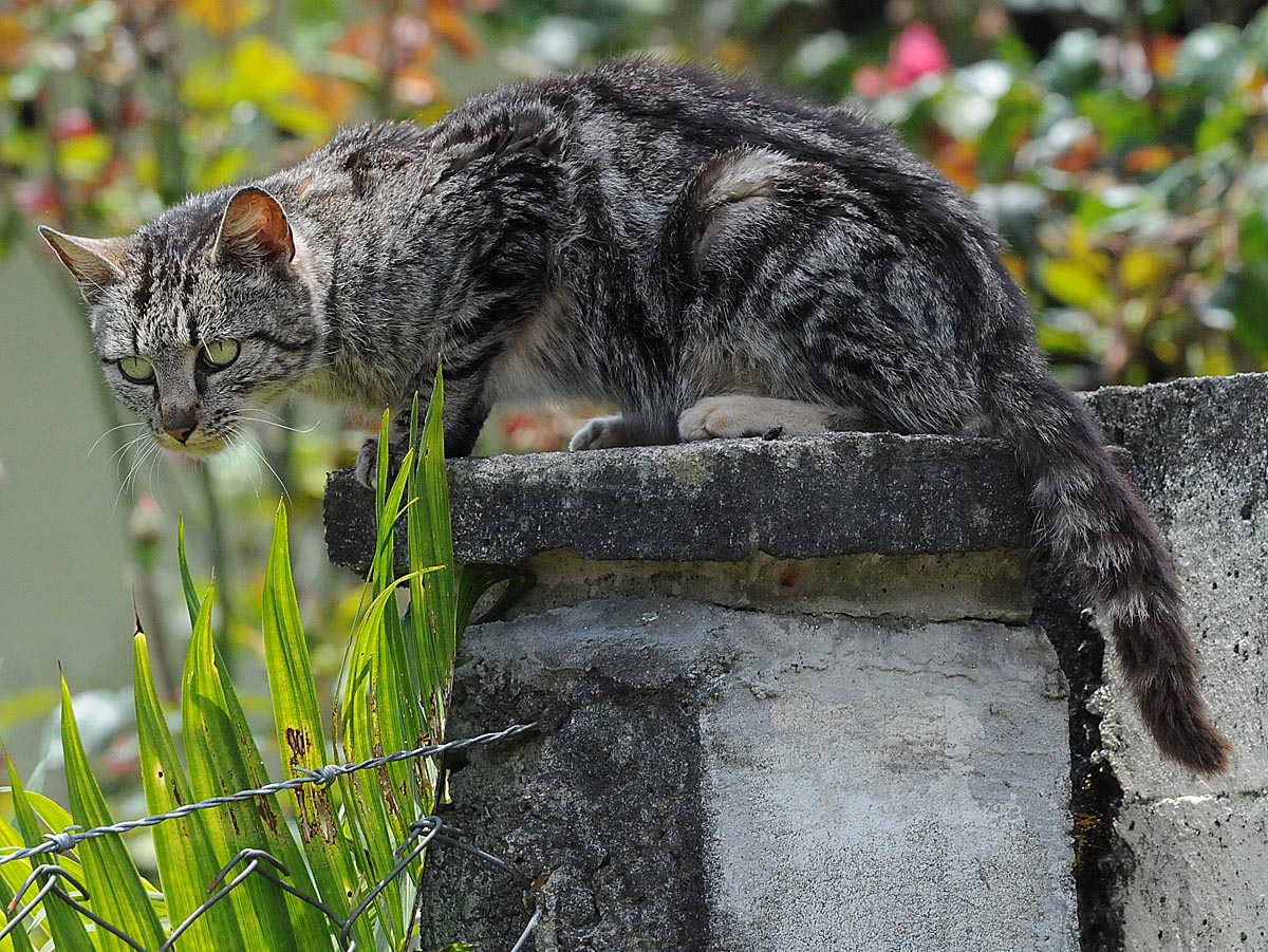 Northwest Nature Notes SHOULD CATS BE OUTSIDE?