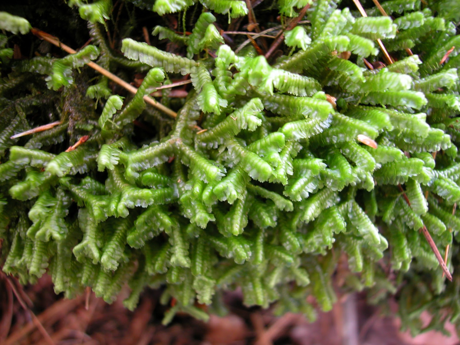 https://moss-notes.blogspot.com/2012/12/bazzania-trilobata-big-leafy-liverwort.html
