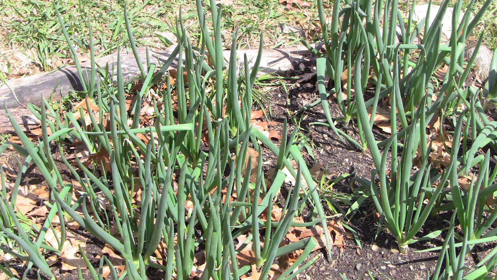 Sophisticated Peasant Walking Onions for sale!