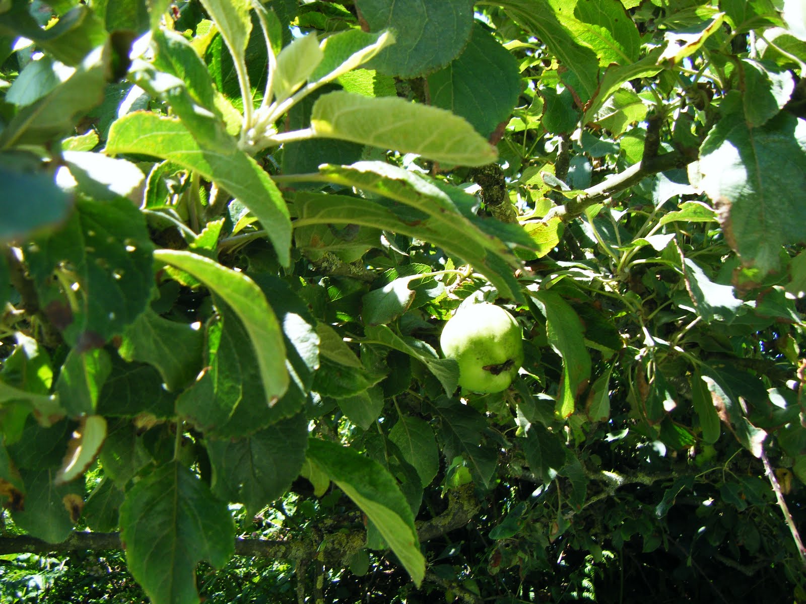Ann Hyde The wild apple tree