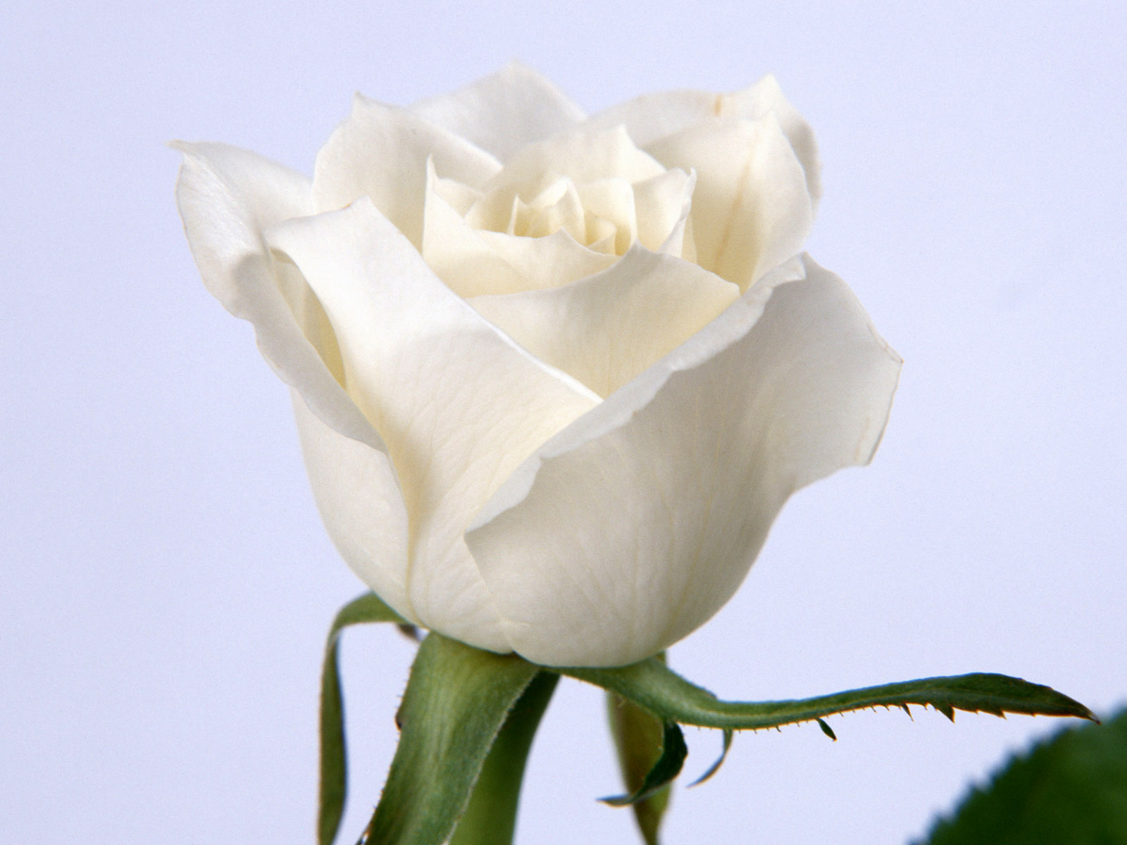 White Roses.