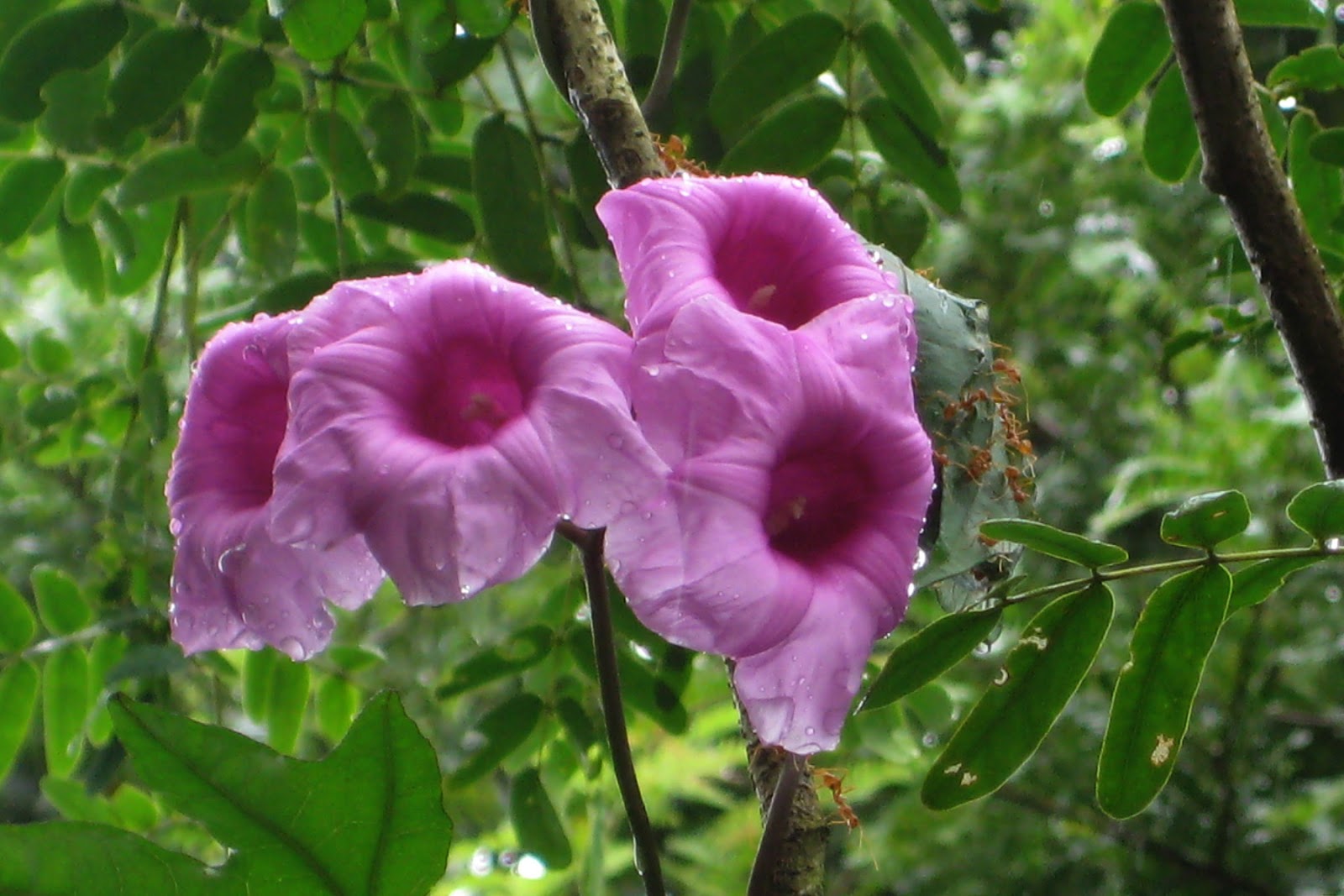 flowers and flowers: August 2010