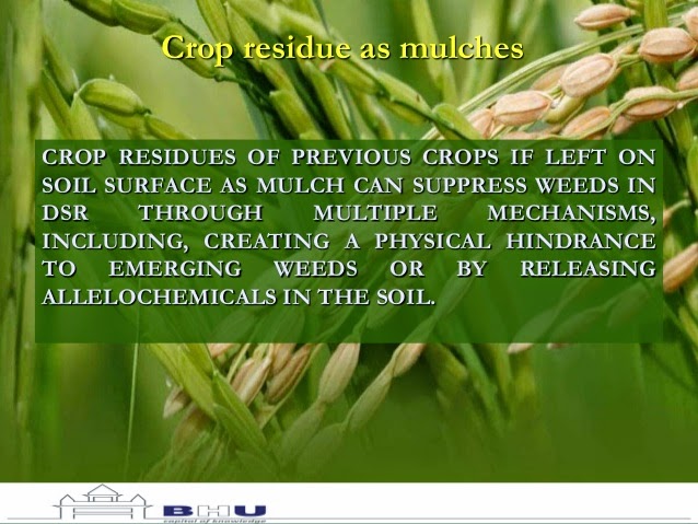 Nature and Farming: Rice Production: Chapter 14 - Diseases of rice