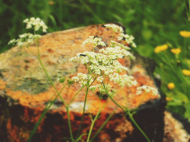 Pohjoisesta itään ja takaisin