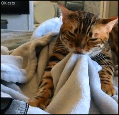 Cat Kneading Boobs