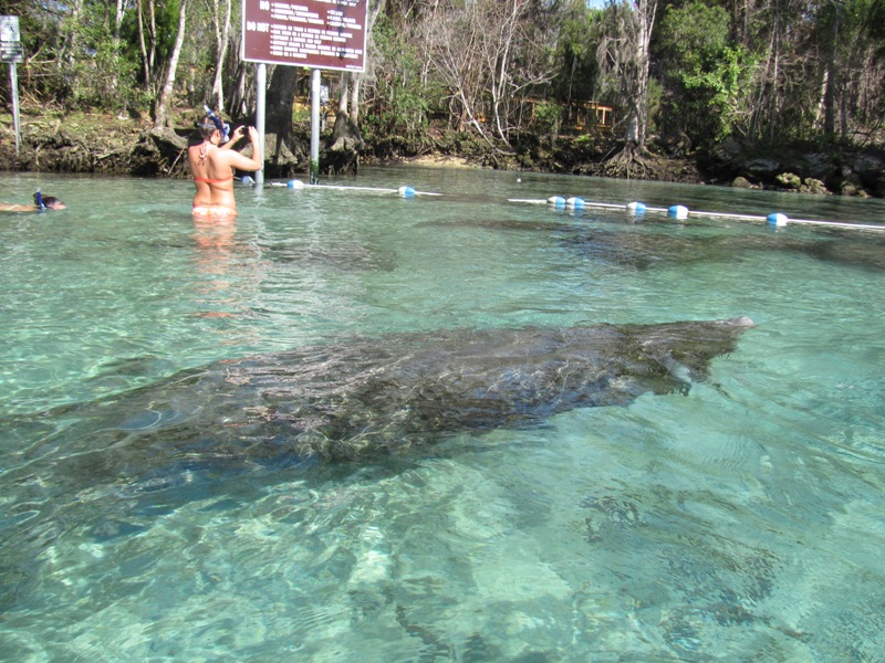 Ladynomad on the Road to Nowhere Homosassa Springs and area