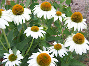 This post is an excuse to show some photos of my white swan echinacea.