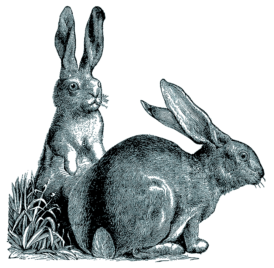 vintage rabbit clip art - photo #41