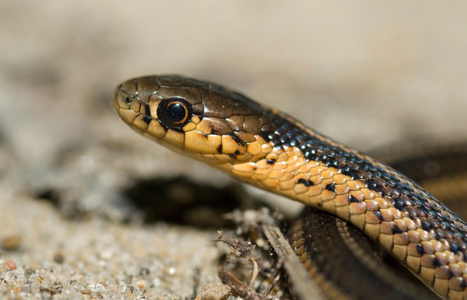 Explorations of an Ecologist: The snakes of Ontario - Part 5