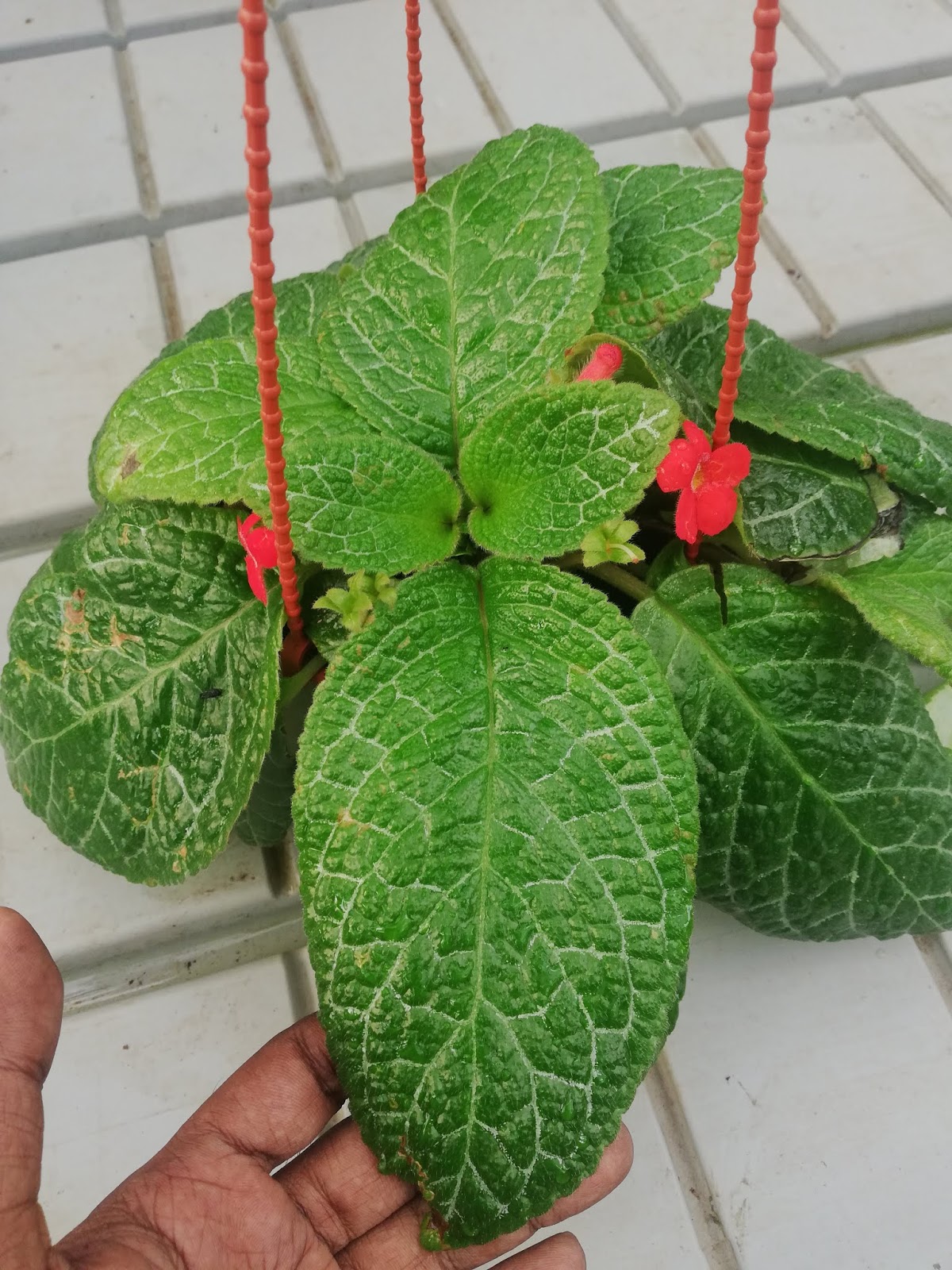 Garden Chronicles of James David 27 Different Episcia Varieties