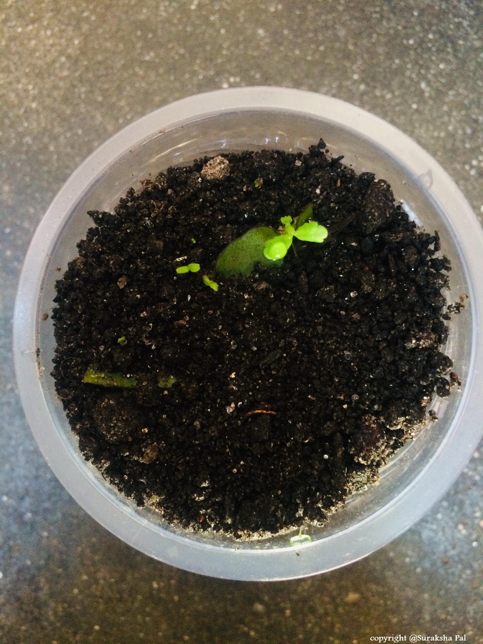 BRYOPHYLLUM PATTHARCHATTA पत्थरचट्टा VEGETATIVE PROPAGATION