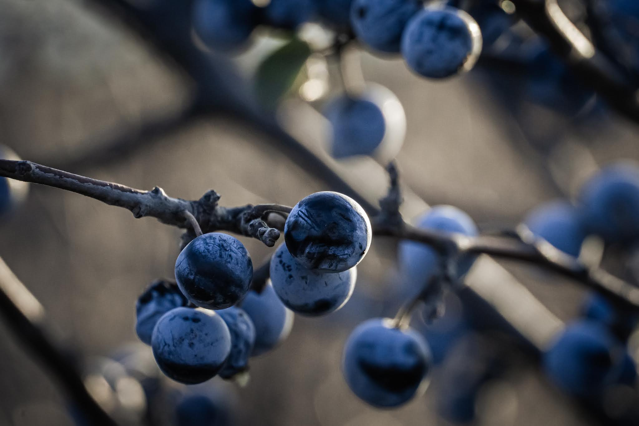 a close-up picture of a blueberry branch with berries