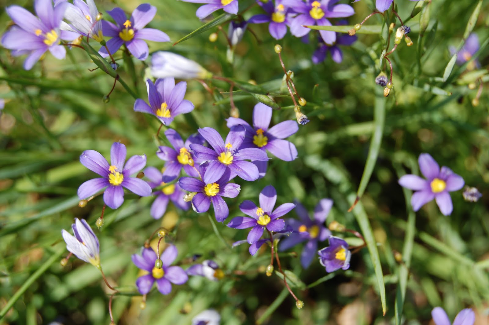 Brenda's "Texas Wild" Garden Blueeyed Grass