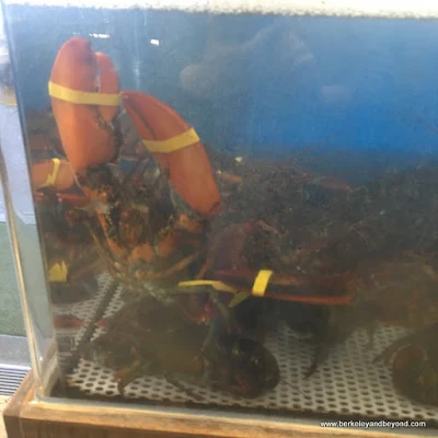 lobster with very big claws in tank at Sam’s Chowder House in Half Moon Bay, California