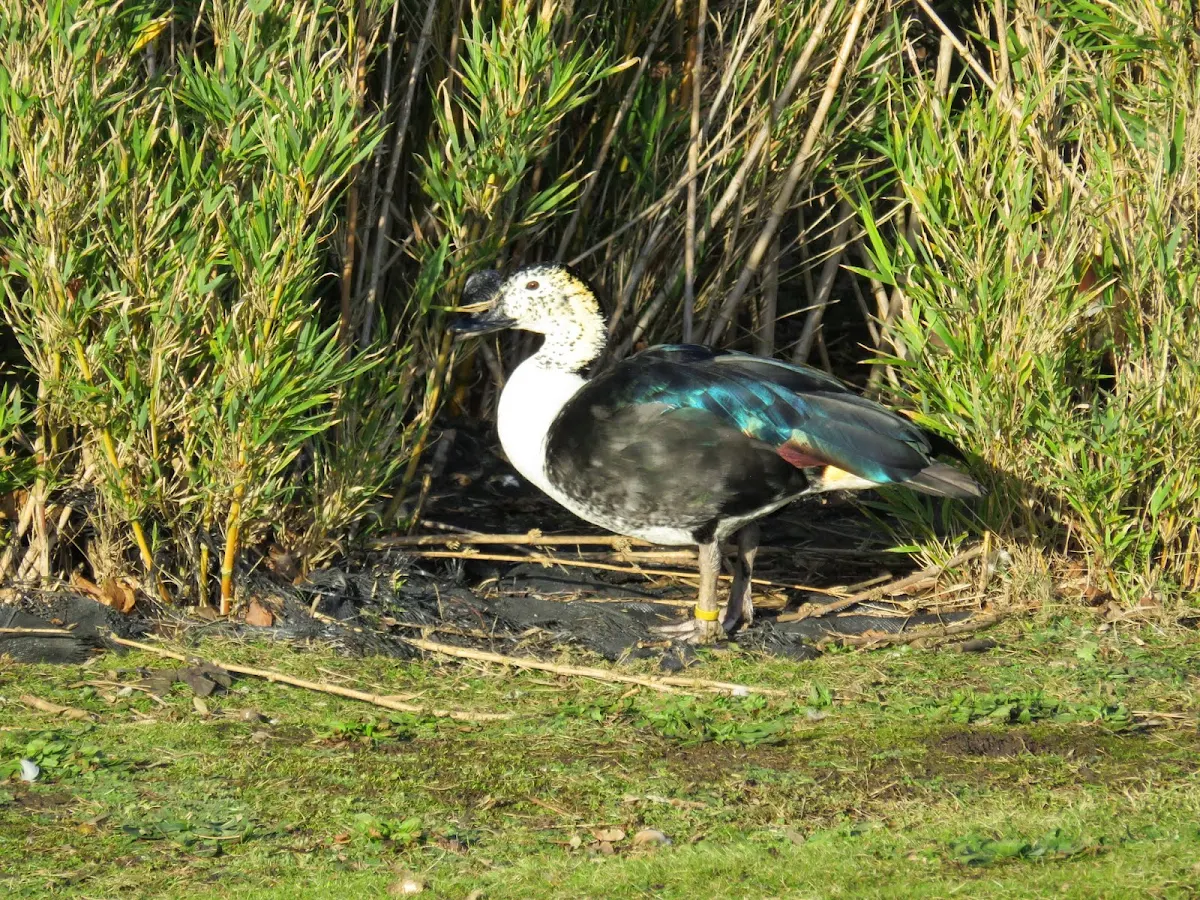 Comb duck at WWT London Wetland Centre