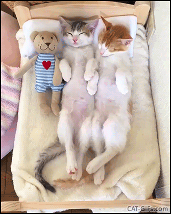 Cute kitten GIF • 2 adorable kitties in their little bed spooning like synchronized swimmers. Cute kitten GIF • 2 adorable kitties in their little bed spooning like synchronized swimmers.