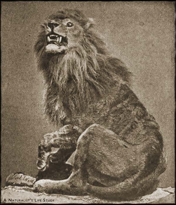 A Lion-Tamer Killed by Lions | Rowland Ward Taxidermist - Museum Menagerie