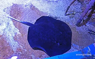 jakarta aquarium neo soho